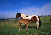 Picture of 'φοράδα, ἡ (female horse, mare)'
