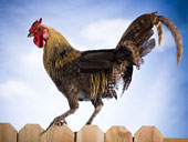 Picture of 'κόκορας, ὁ (cock, rooster)'