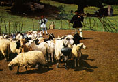 Picture of 'κουδούνα, ἡ (cow bell, sheep bell)'
