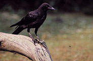 Picture of 'κουρούνα, ἡ (carrion crow)'