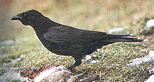 Picture of 'κουρούνα, ἡ (carrion crow)'