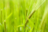 Picture of 'κριθάρι, τό (barley)'
