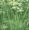 Picture of 'μάραθο, τό (fennel)'