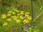 Picture of 'μάραθο, τό (fennel)'