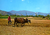 Picture of 'ὀργώνω (plough)'